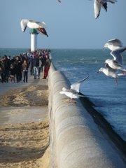 calais-frites-mouettes-herve-tavernier-calais-1.jpg