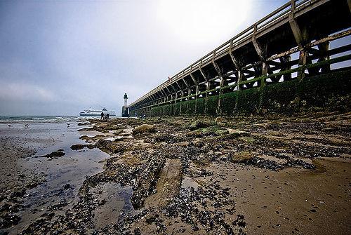 calais-les-moules-aux-pieds-de-la-jetee-de-calais-herve-tavernier-calais.jpg